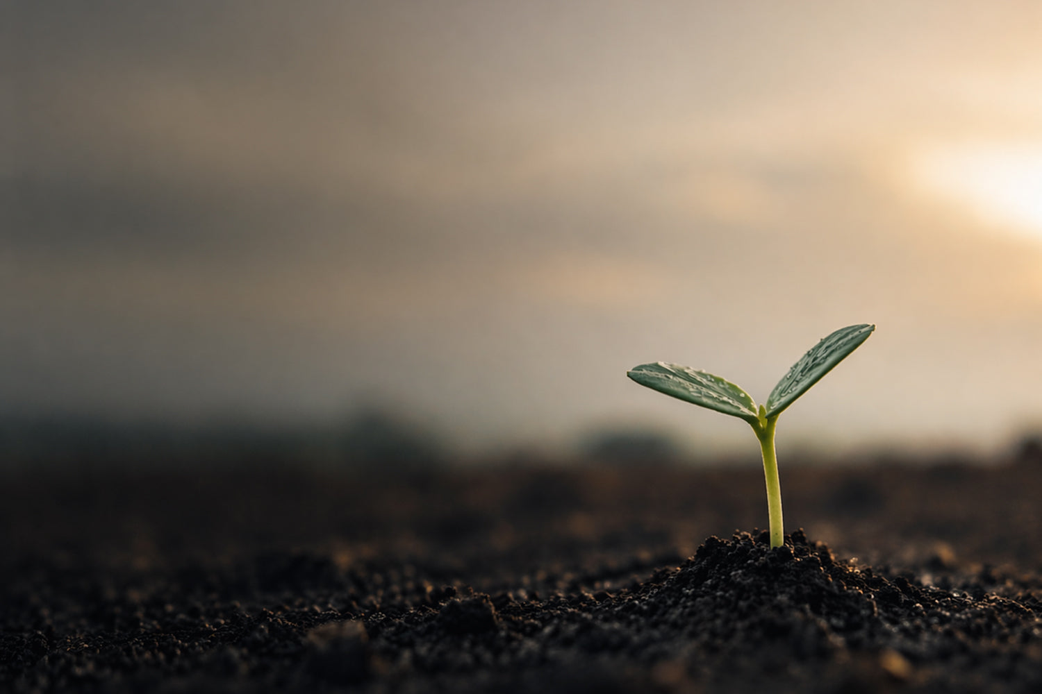 Don’t Quit Before the Harvest: Galatians 6:9 HolStrength